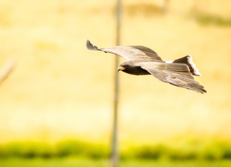 Bird flying